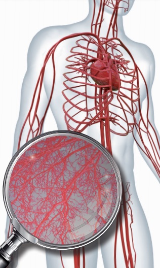 Grafika pokazująca układ krwionośny i krążenie.